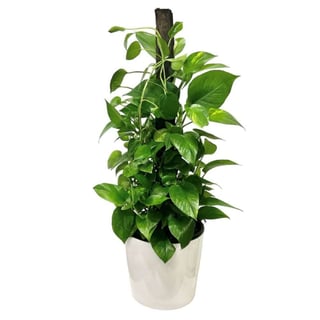 Indoor devils ivy plant available for same day delivery in Melbourne.