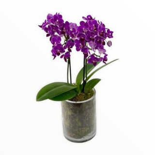 Small Phalaenopsis pot plant Same day Melbourne delivery