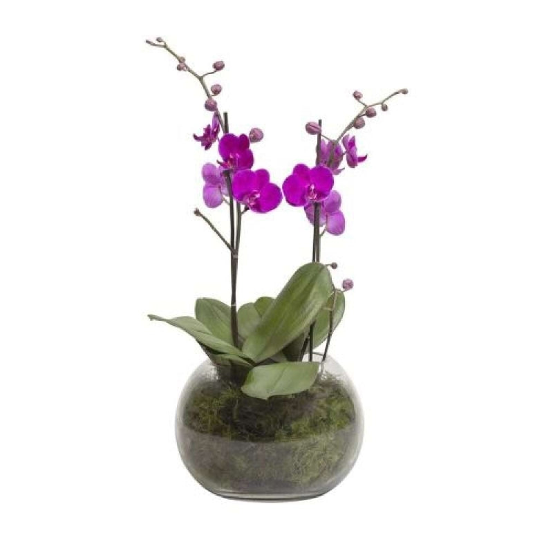 Aquarius - Double Stem Petite Purple Phalaenopsis Plant in Mossed Fishbowl Vase (Interflora)