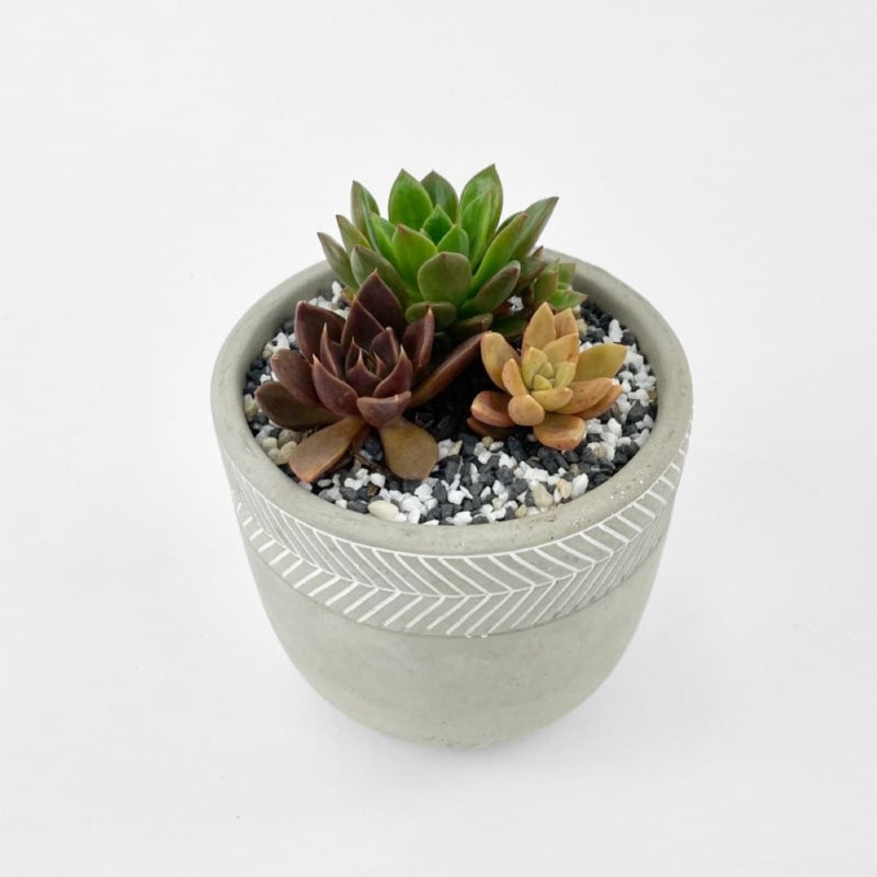 Ecki - Succulent Trio in ceramic pot