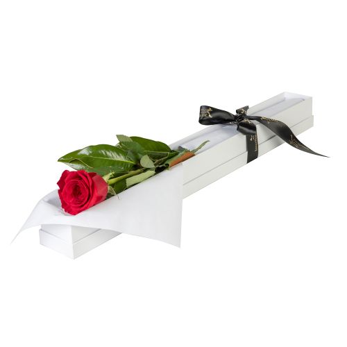 First Red Rose - Single Long Stem Red Rose in Gift Box (Interflora)