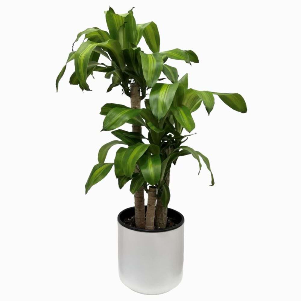 Happy Plant - Dracaena Plant with White Pot