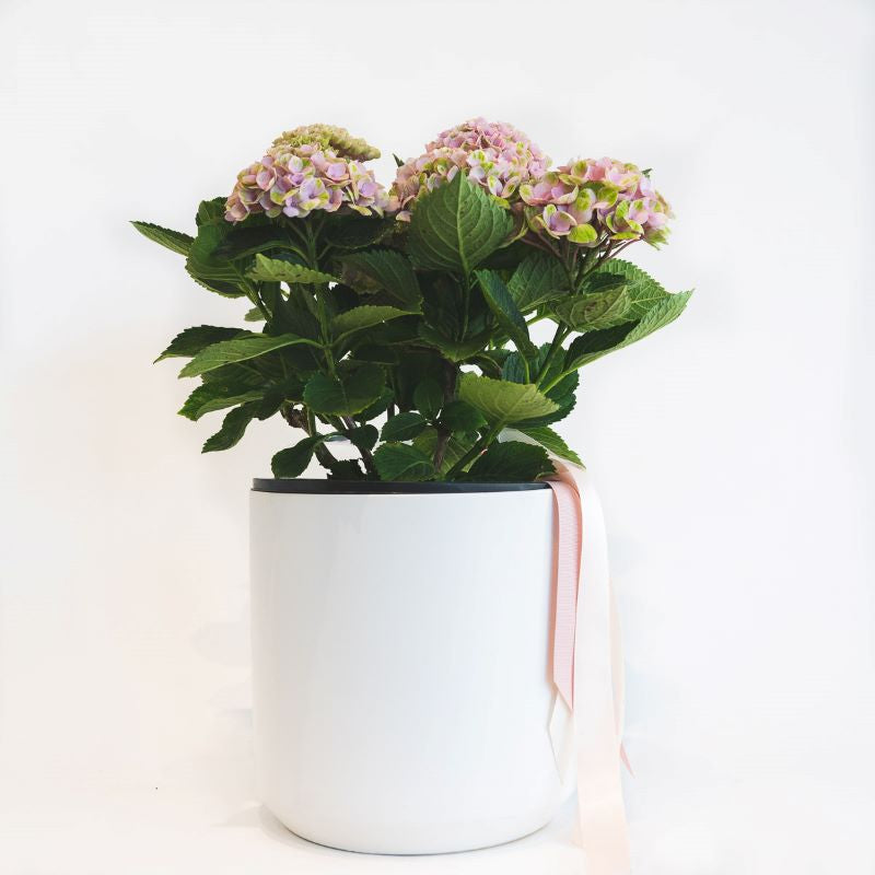 Heidi - Hydrangea Plant in Ceramic Pot