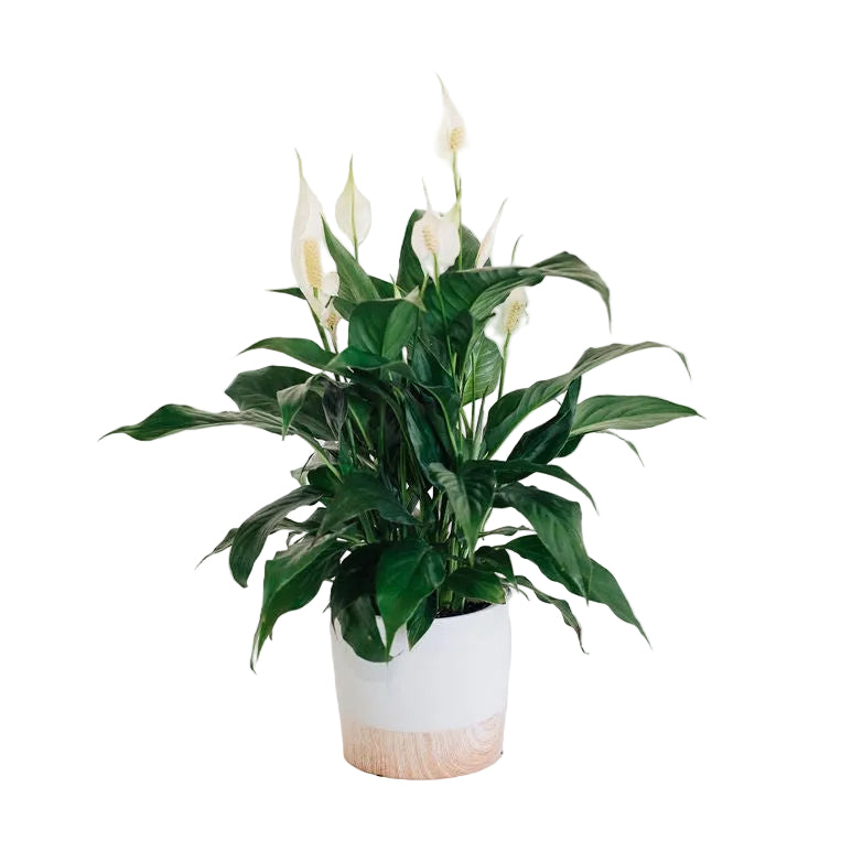 Hope - Peace Lily Plant in Ceramic Pot Gift