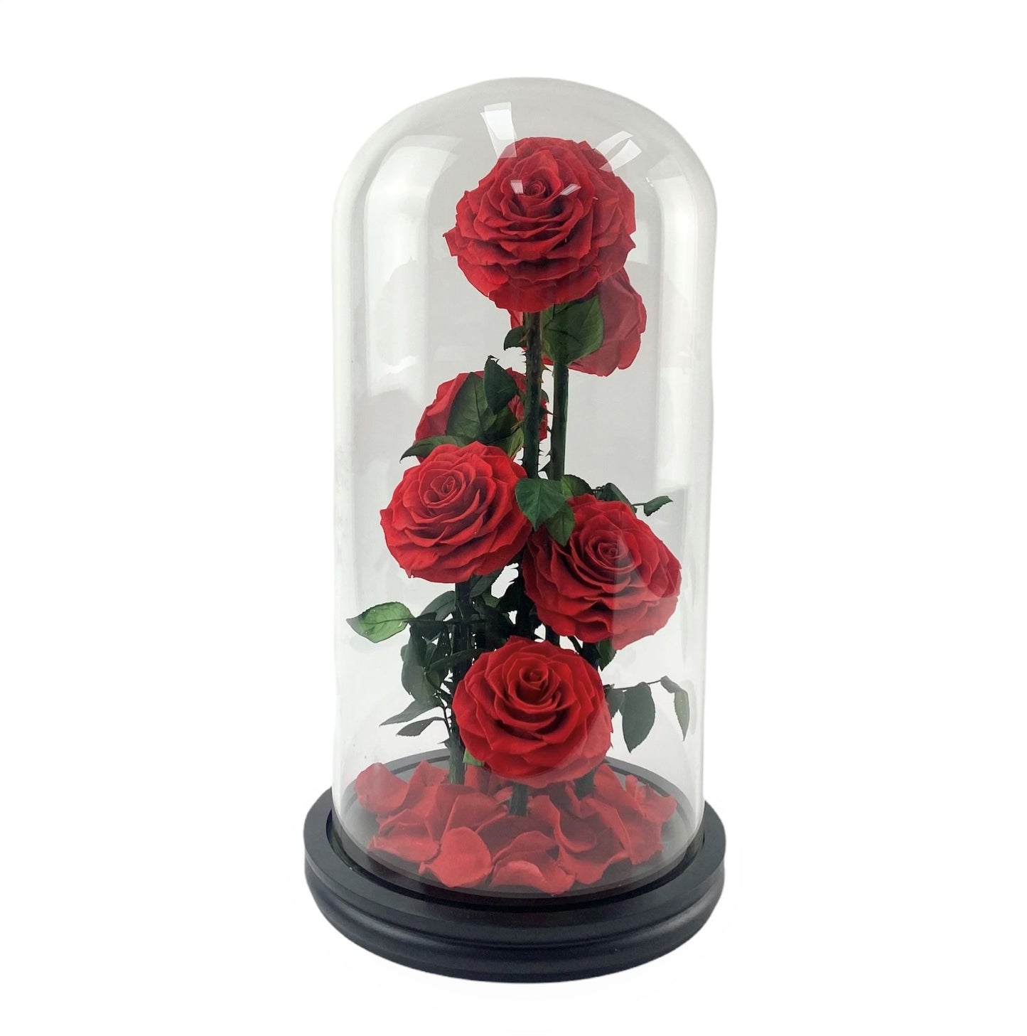 Passion - 6 Premium Preserved Red Roses in Glass Dome