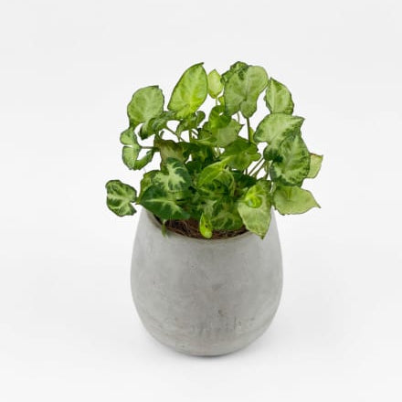 Pixie - Syngonium Pixie Gift Plant in Concrete/Cereamic Pot