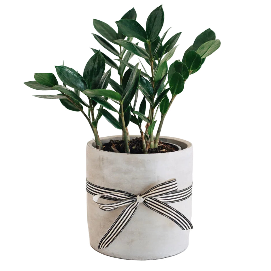 Steve - Zanzibar Indoor Plant