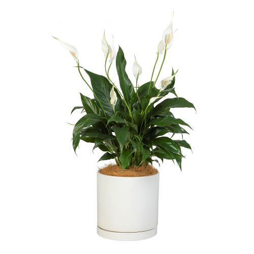 White Peace Lily - Indoor Gift Plant in Ceramic Pot (Interflora)