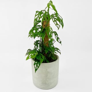 Monstera Adansonii plant gift in concrete or other ceramic pot (on availability)