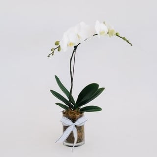 Premium white phalaenopsis plant in moss vase / ceramic