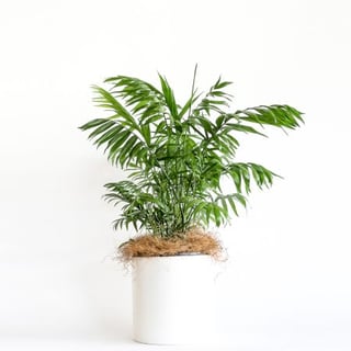 Parlour palm in white ceramic pot, Melbourne Metro delivery only.