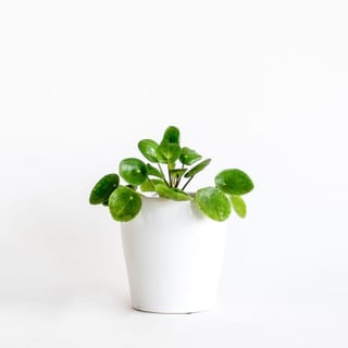 Coin Leaf Pilia Gift Plant in Ceramic Pot - Melbourne delivery