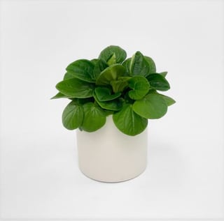 Small hardy peperomia gift plant available for same day delivery in Melborne only.