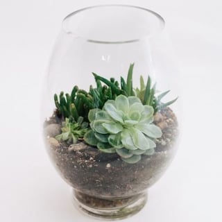 Succulent terrarium with a beautiful variety of aloes, echeveria, blue chalk sticks and jade plants. Order online for Melbourne delivery.