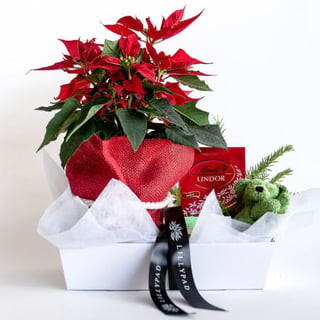 A little gift for the whole family containing red poinsettia plant, Ecoya candle, Lindt chocolates, sleeping christmas teddy.