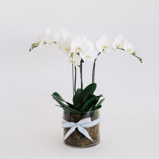 Triple stem white phalaenopsis plant arranged into a clear glass vase with moss.