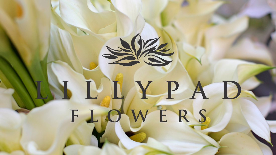 Elegant Calla Lily Arrangements with Same Day Delivery in Melbourne,Lillypad Flowers