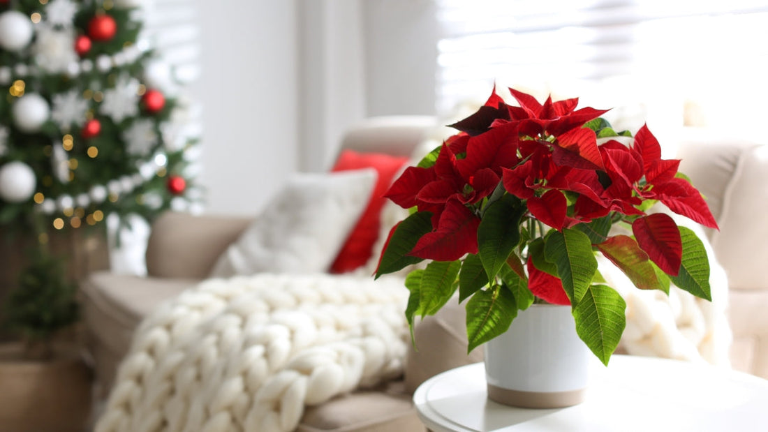 Poinsettias: Melbourne`s Favourite Christmas Flower for Same Day Delivery