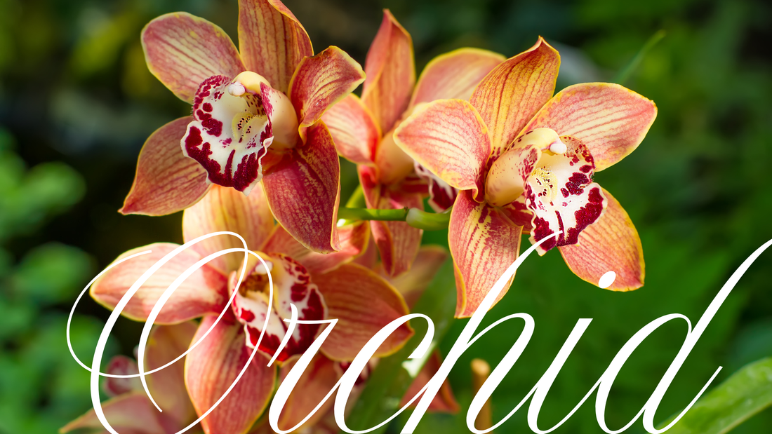 Elegant Cymbidium Flowers with Same Day Delivery in Melbourne, Lillypad Flowers