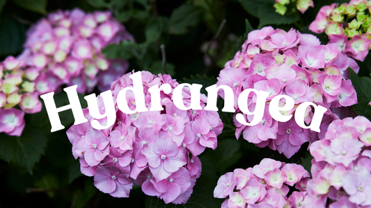 Hydrangeas - Gorgeous Blooms to Brighten Any Occasion from Lillypad Flowers, Your Melbourne Florist