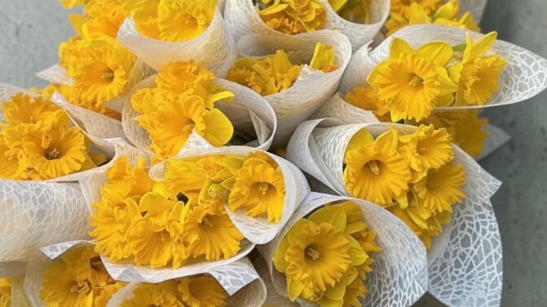 Fresh yellow daffodils arranged for Daffodil Day Melbourne, celebrating hope, remembrance and cancer awareness