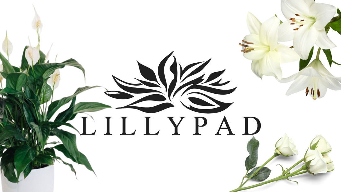 Get Well Flowers Melbourne | Same Day Delivery | Lillypad Flowers
