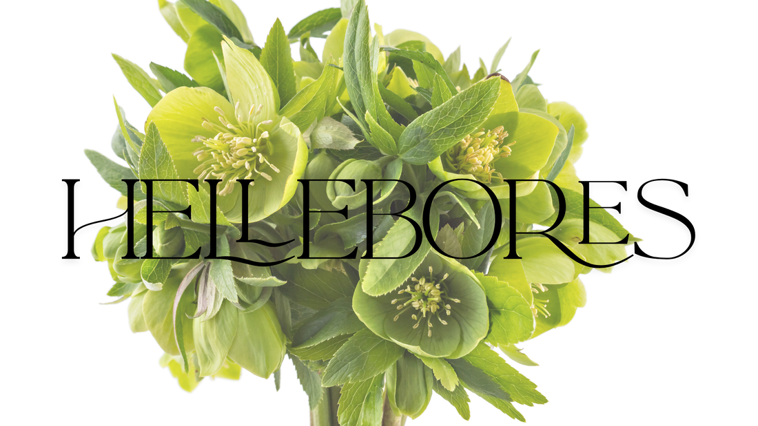 Elegant Hellebores - Same Day Delivery in Melbourne | Lillypad Flowers