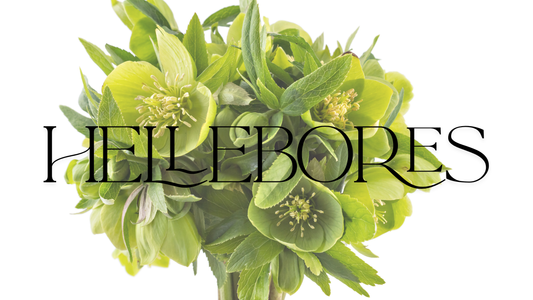 Elegant Hellebores - Same Day Delivery in Melbourne | Lillypad Flowers