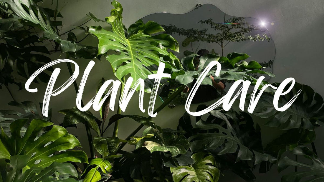 How to Care for Your Indoor Plant Gift - Expert Tips from Lillypad Flowers Melbourne