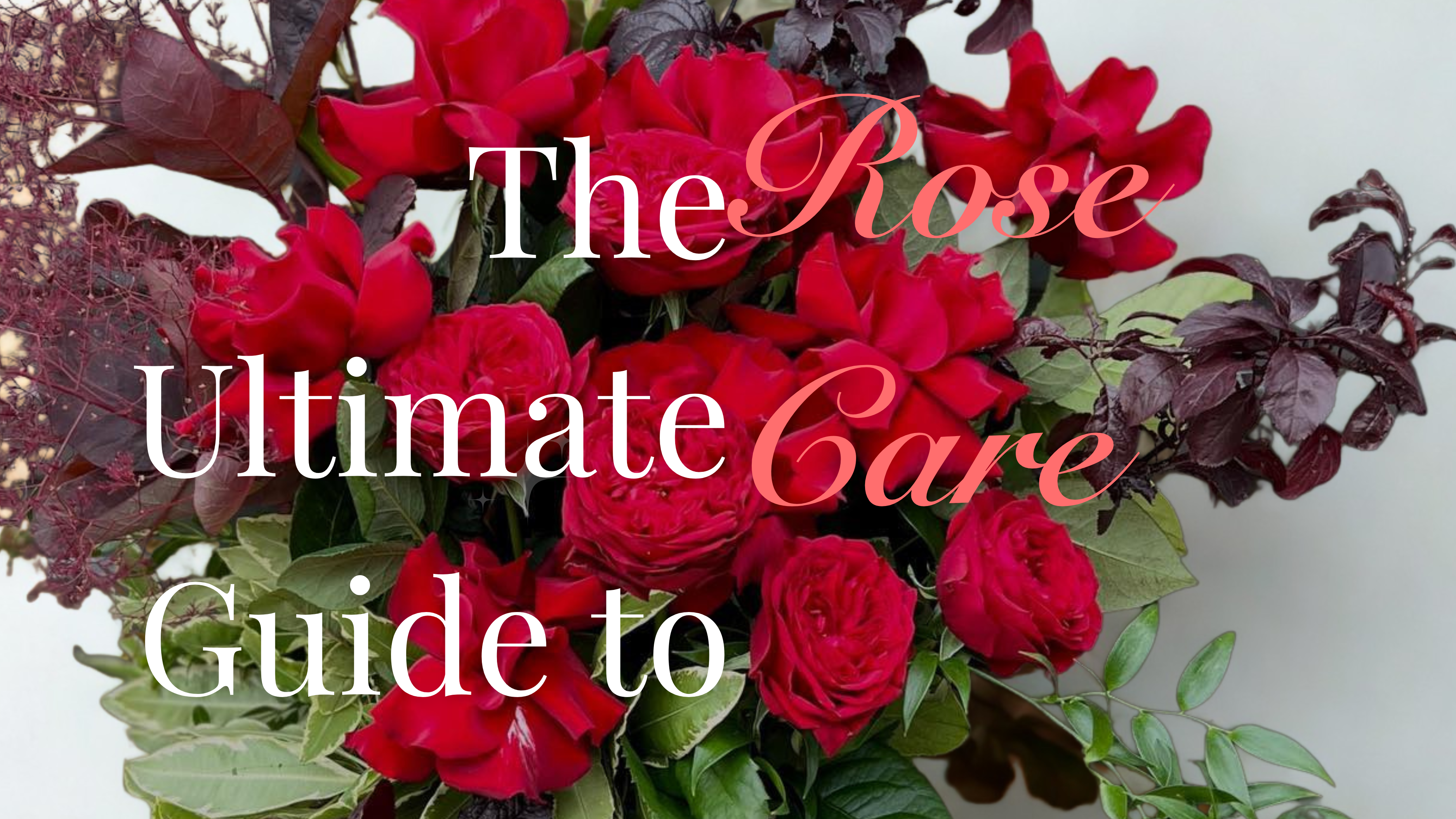 How to Keep Your Roses Fresh: Expert Tips| Lillypad