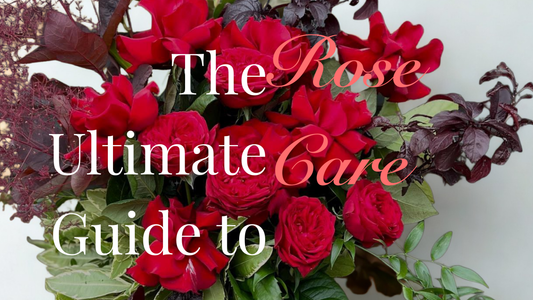 How to Keep Your Roses Fresh: Expert Tips from Your Melbourne Florist