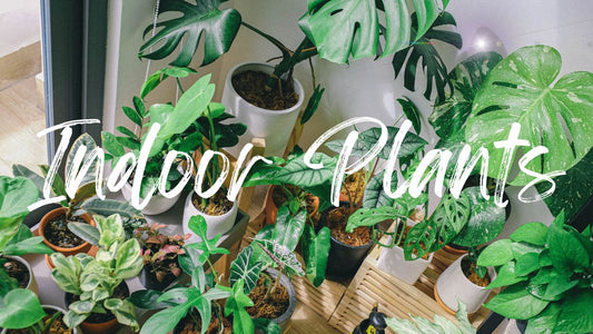 Send Indoor Plants with Same Day Delivery from a Melbourne Florist | Lillypad Flowers Melbourne
