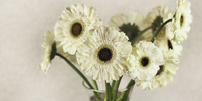 Lillypad Flowers Care Guide - Keeping Your Blooms Beautiful