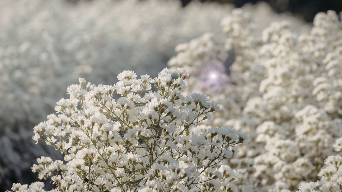 Delightful New Baby Girl Flowers in Melbourne, Lillypad`s New Baby Range