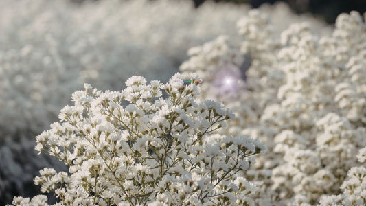 Delightful New Baby Girl Flowers in Melbourne, Lillypad`s New Baby Range