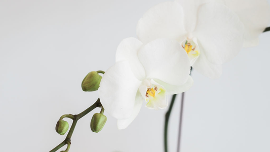 Elegant and Exotic Orchids - Delivered Fresh by Lillypad Flowers, Your Melbourne Florist