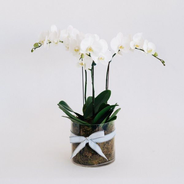 Premium Flowers