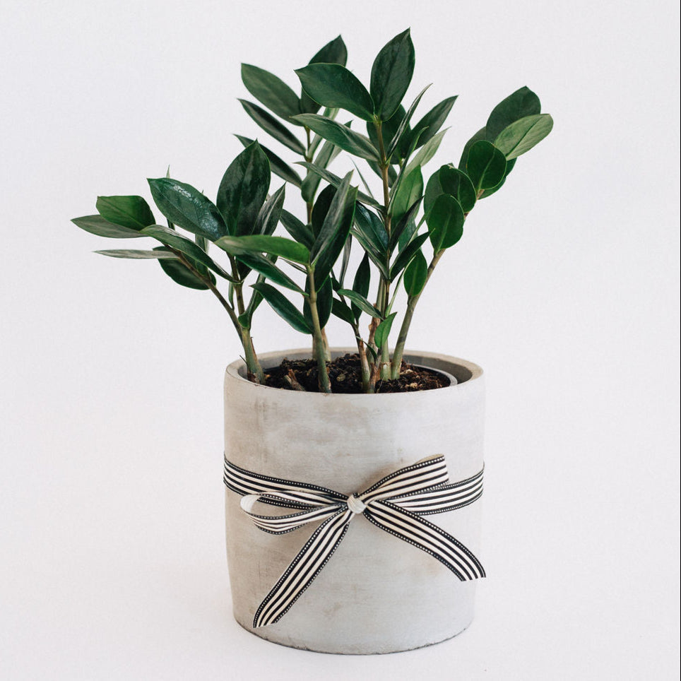 Plants