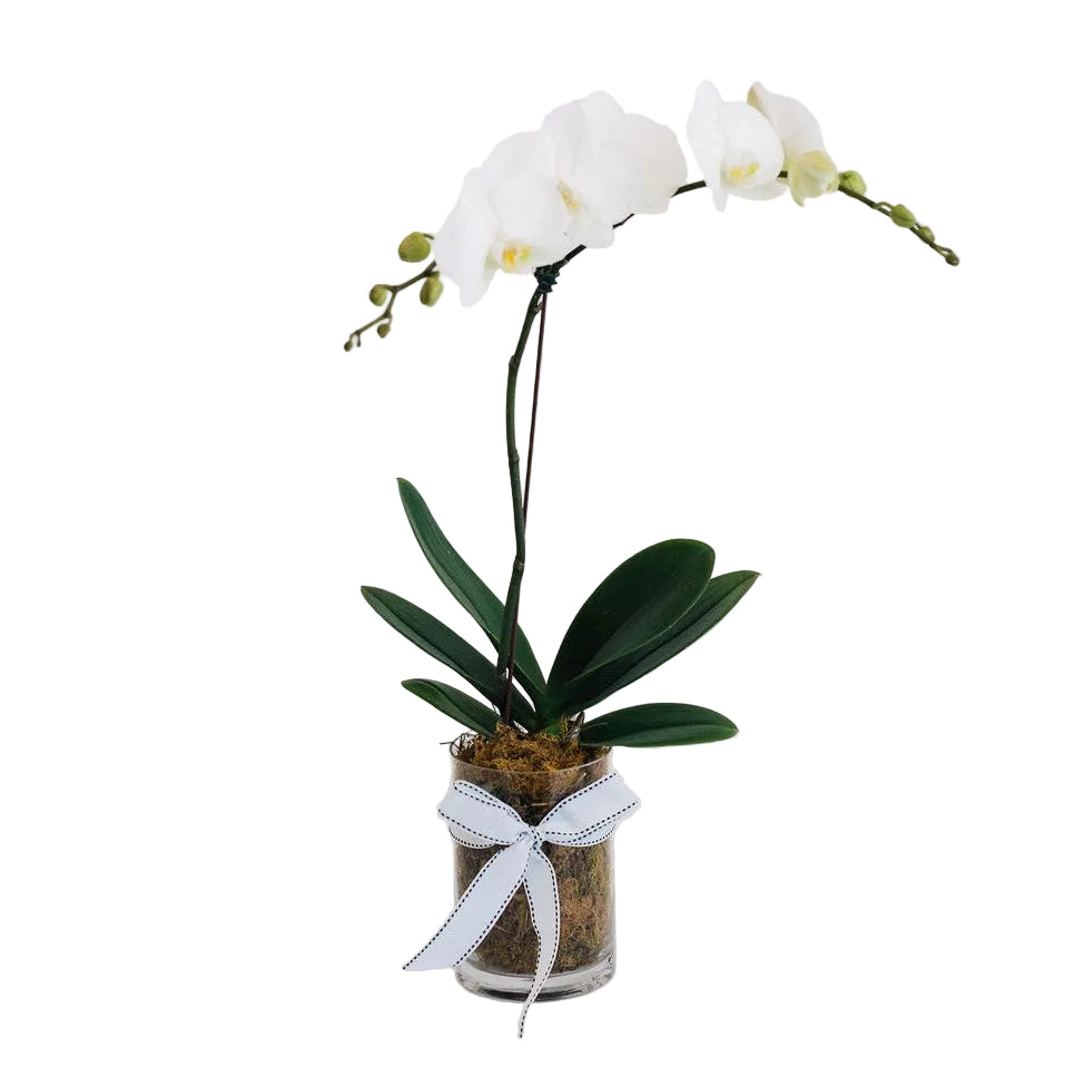 Anthony - Single Stem White Phalaenopsis Orchid Plant