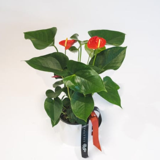 Anthu - Anthurium Plant In Ceramic Pot
