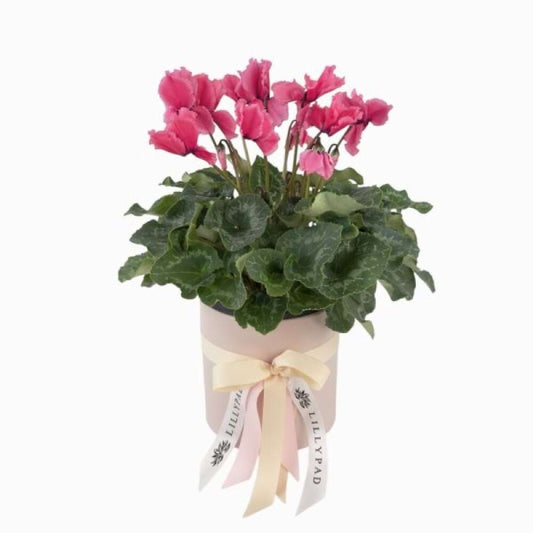 Cyclamen Plant - Flowering Indoor Plant
