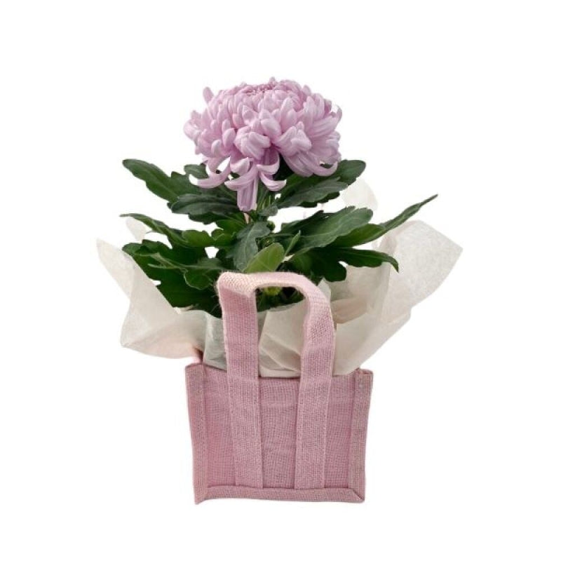 Disbud - Chrysanthemum Gift Plant in Jute Bag