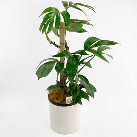 Dragon - Dragon Tail Plant in Ceramic Pot