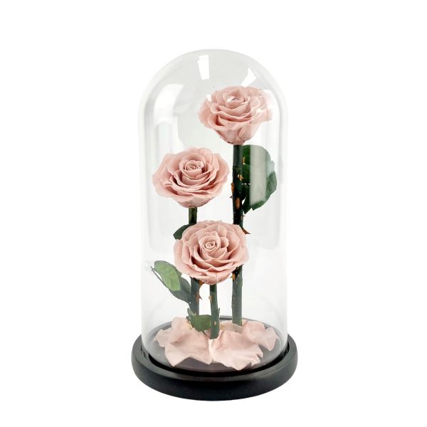Everlasting - Pink Roses in Glass Dome