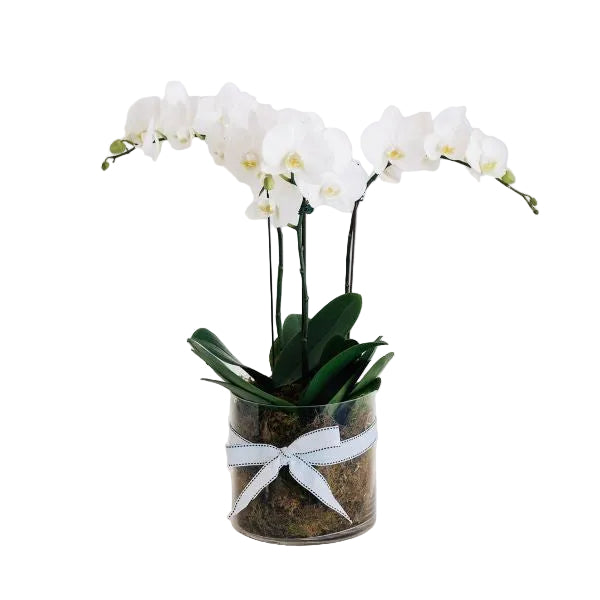 White orchids in a glass vase with a white ribbon melbourne florist