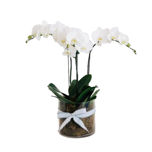 Exquisite - Phalaenopsis Orchid Plants en Masse in Moss Lined Vase