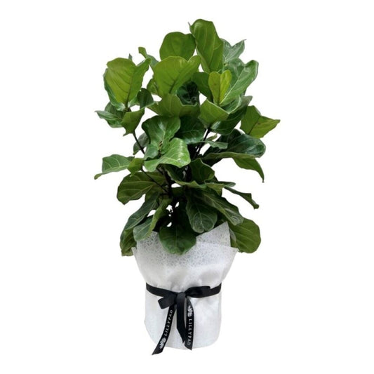 Fiddle - Indoor House Plant