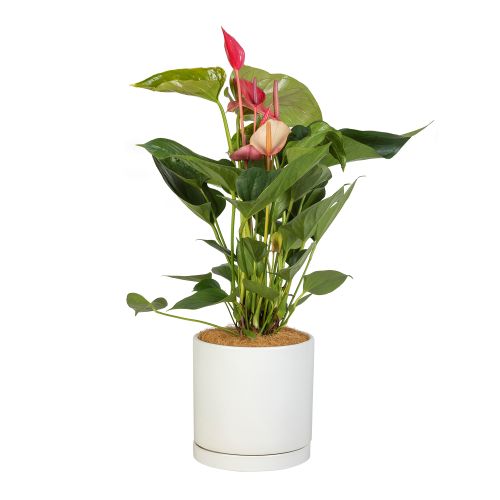 Flamingo Flower - Tropical Indoor Anthurium Plant (Interflora)