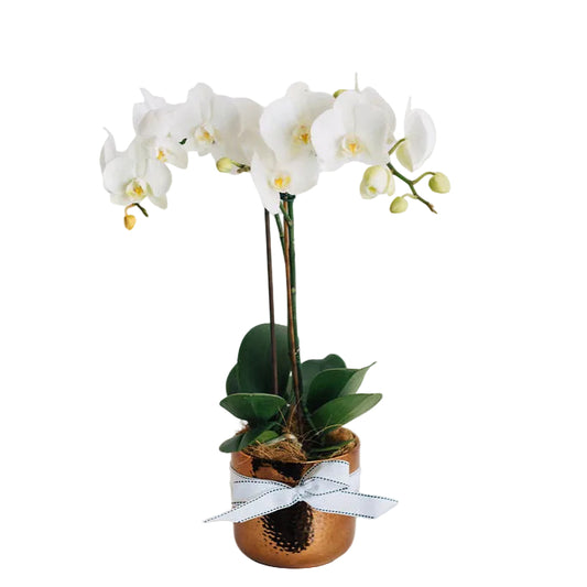 Jess - Phalaenopsis Orchid Plant In Ceramic Pot