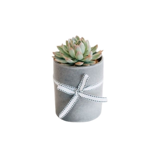 Kenny - Succulent Plant In Ceramic Pot